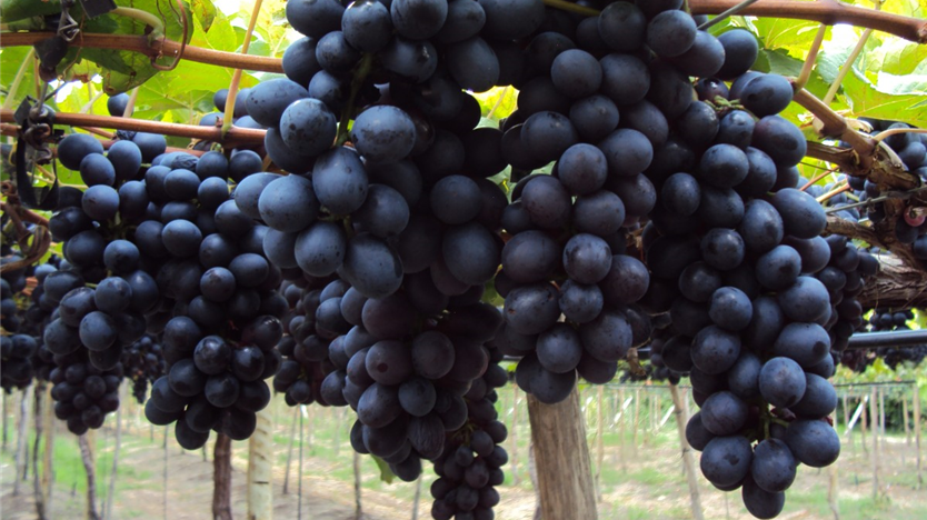 Imagini pentru uva vale do são francisco